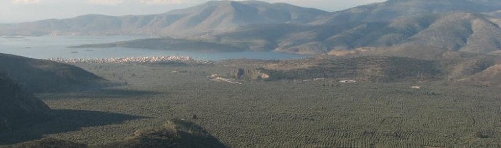 ΔΕΛΦΙΚΟ ΤΟΠΙΟ - ΠΑΡΑΔΟΣΙΑΚΟΣ ΕΛΑΙΩΝΑΣ ΑΜΦΙΣΣΑ...